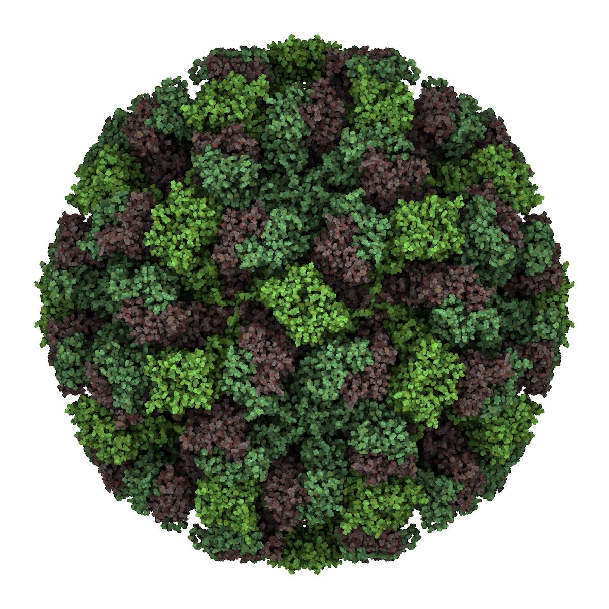 Feline calicivirus