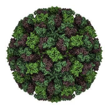 Feline calicivirus
