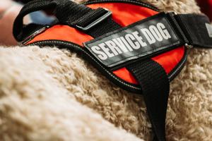 Certified therapy dogs assist with human trauma