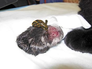 veterinary_leeches_Fig7_220px.jpg