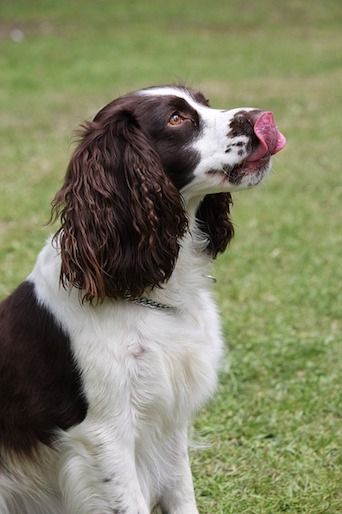 Could Your Dog's Tongue Be Telling You Something?