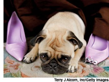 veterinary_behavior_240x180-672206-1384319575772.jpg