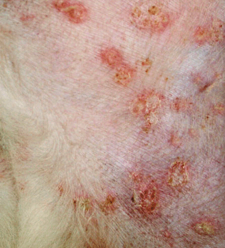 Collarette Scale Rash Diagnosing dermatologic disorders in dogs