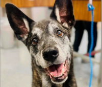 Akston launches clinical trial for novel canine cancer therapy