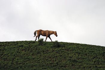 veterinary-lone-horse-stands-on-green-hill-450px-shutterstock-171930.jpg