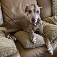 Frailty: An important emerging concept in veterinary medicine 