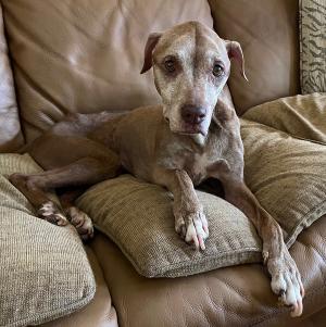Frailty: An important emerging concept in veterinary medicine 