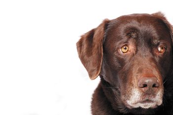 Veterinary-worried-dog-450px-shutterstock-129780110.jpg