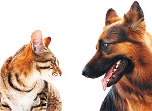 veterinary-long-haired-german-shepherd-dog-and-a-cat-shutterstock-148468823_450.jpg