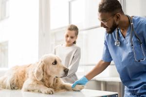 Euthanasia attendants in modern practice