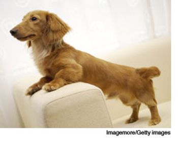 veterinary_dachshund_wd-614614-1384501306856.jpg