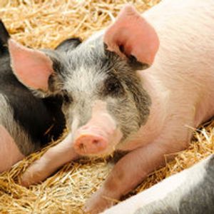 New Vaccine Gives Hope in Fight Against PEDV