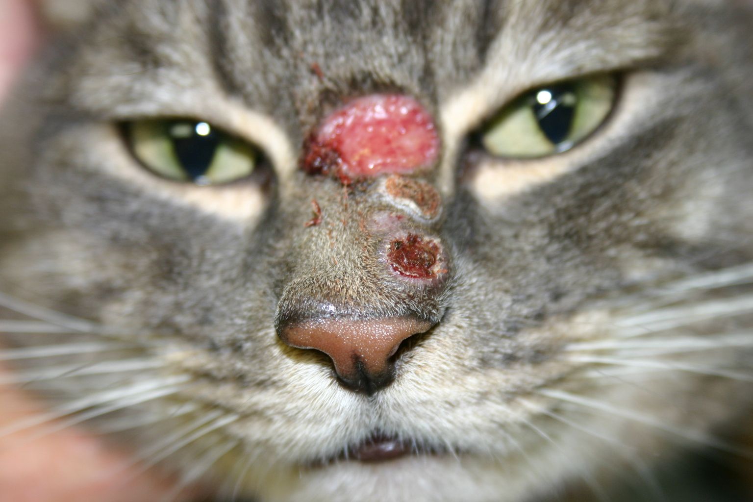 Acvc 2017 Understanding Skin Disease In Cats Acvc 2017 Understanding Skin Disease In Cats