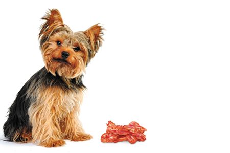 what treats can a dog with pancreatitis have