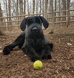 veterinary-amy-pike-ike-220-1.jpg