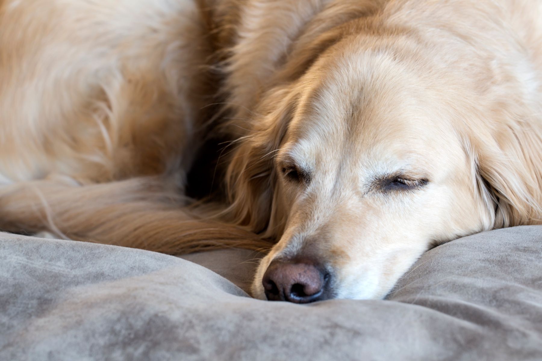 Senior dog