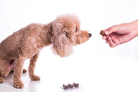 veterinary-hand-feeding-pet-dog-with-chewable-to-protect-from-heartworm-AdobeStock