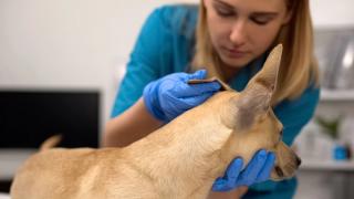 Preventing tick-borne diseases through acaricidal treatments