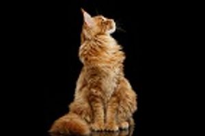 Healthy Cats May Have a Richer Skin Microbiome Than Allergic Cats