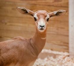 Maryland Zoo welcomes addra gazelle calf