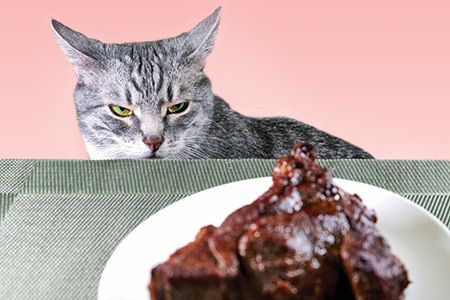 cat eating food