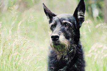 veterinary_senior_dog_-old_146975268_450.jpg