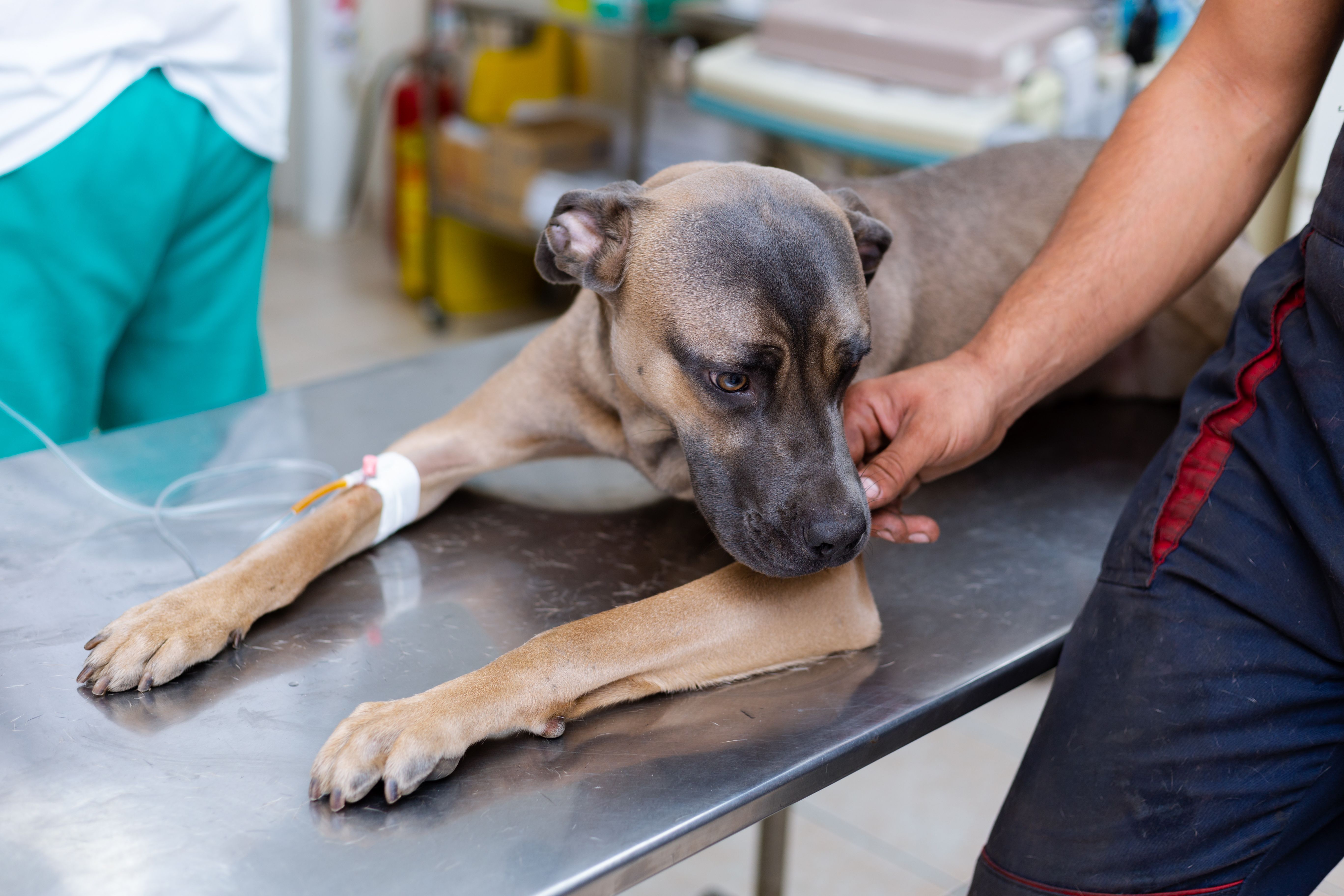 Understanding opioids in veterinary medication