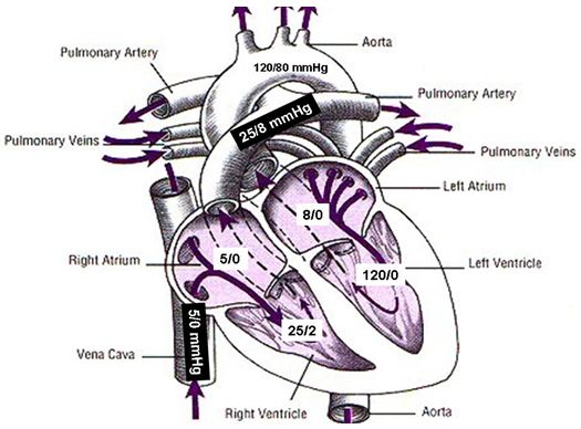 Pulmonary vascular disease (Proceedings)