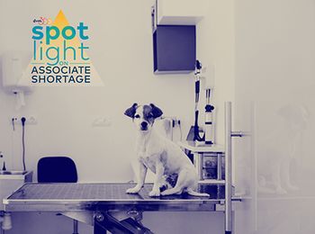 veterinary_jack-russel-dog-exam_AdobeStock_224254652-body.jpg