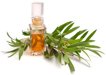 veterinary-melaleuca-essential-oil-in-the-pharmaceutical-bottle-shutterstock-509500678-body.jpg
