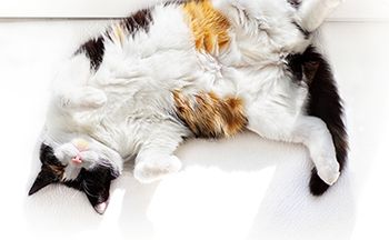 veterinary-cat-belly-gut-AdobeStock_245240500-450.jpg