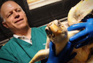 Veterinary Network Focuses on Sea Turtle Conservation