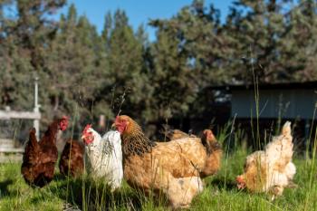 Backyard chickens