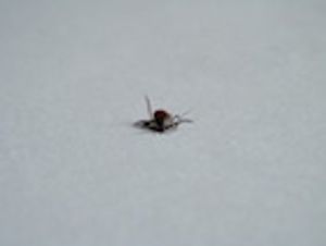The Microbiomes of North American Ticks