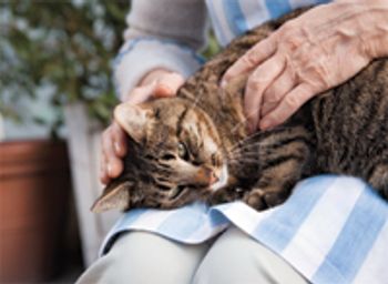 veterinary_catHand75455789-748332-1384172170324.jpg