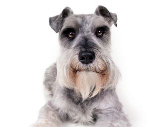 veterinary_miniature_-schnauzer_157572262_450.jpg