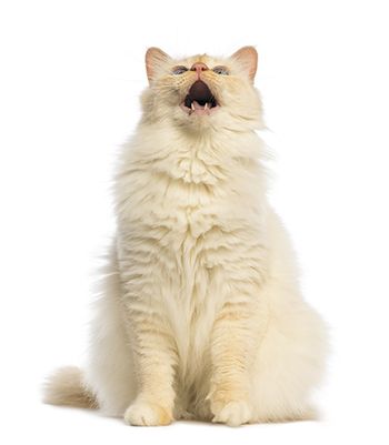 veterinary-birman-sitting-looking-up-and-meowing-450px-shutterstock-127117175.jpg