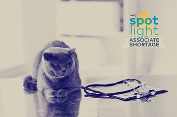 veterinary-grey-cat-table-exam_AdobeStock_112137228-body.jpg