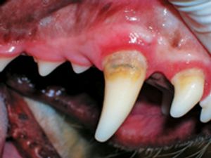 veterinary_0412_dental_JAE_Carmichael-768616-1384164587576.jpg
