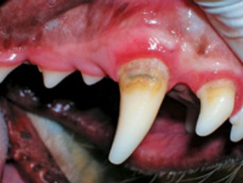 veterinary_0412_dental_JAE_Carmichael-768616-1384164587576.jpg