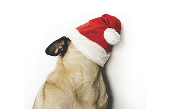 dvm360-holiday-gifts-AdobeStock_182364890-450.jpg