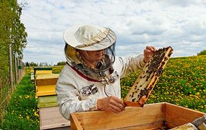 veterinary-bees-honey-apiary-beekeeper-shutterstock_110795051_450-1.jpg