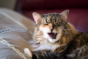 Assessing pain in pets