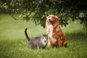 FMT in pets