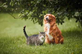 FMT in pets