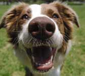 veterinary_hotLit_dentistry-698411-1384226534107.jpg