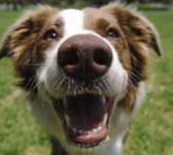 veterinary_hotLit_dentistry-698411-1384226534107.jpg