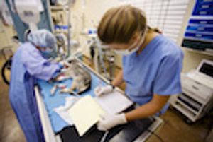 Evaluation and Validation of Veterinary Trauma Scoring Systems