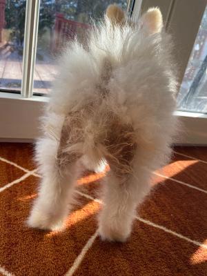 Pomeranian with Alopecia