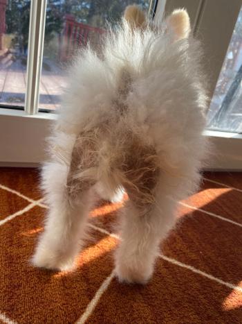 Pomeranian with Alopecia
